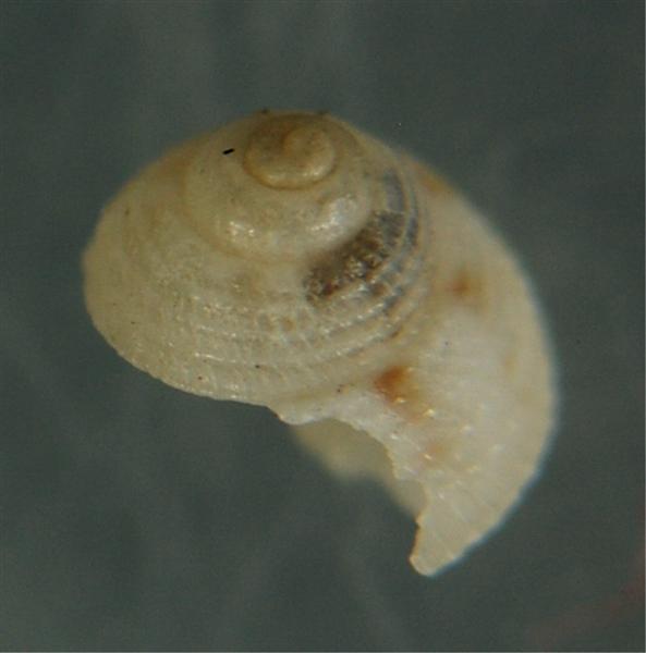 El Palo. detritro playa. Juvenil ?? 9